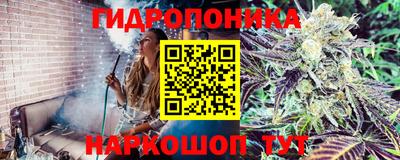 ешки Кингисепп